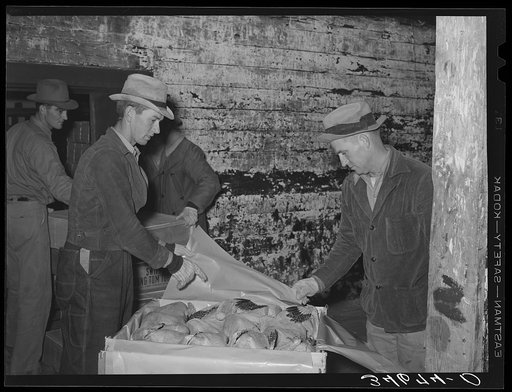 Packing turkeys into boxes at cold storage plant. Brownwood, Texas. Brownwood is one of the largest shipping plants for turkeys
