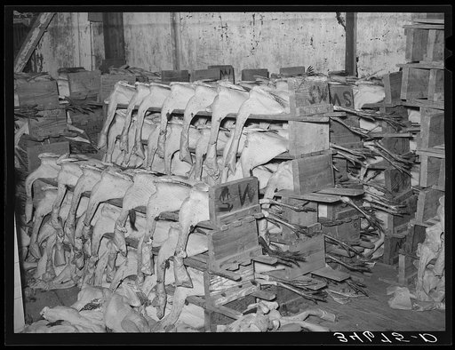 Dressed turkeys on the packs ready to be packed for shipping. Cold storage plant, Brownwood, Texas