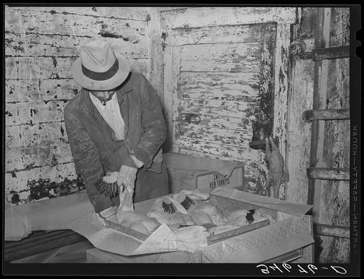 Packing turkeys into boxes for shipping. Cold storage plant, Brownwood, Texas