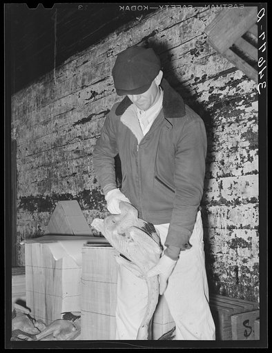 Untitled photo, possibly related to: Grading turkeys at cold storage plant. Brownwood, Texas