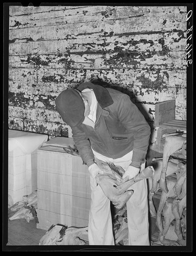 Grading turkeys at cold storage plant. Brownwood, Texas