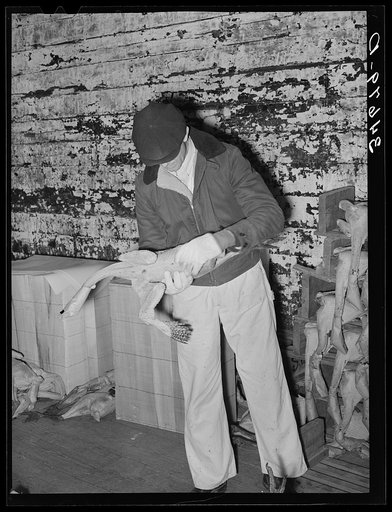 Grading turkeys at cold storage plant. Brownwood, Texas
