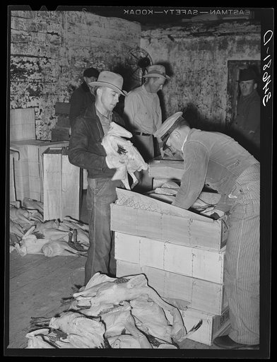 Packing turkeys into boxes for shipping at cold storage plant. Brownwood, Texas