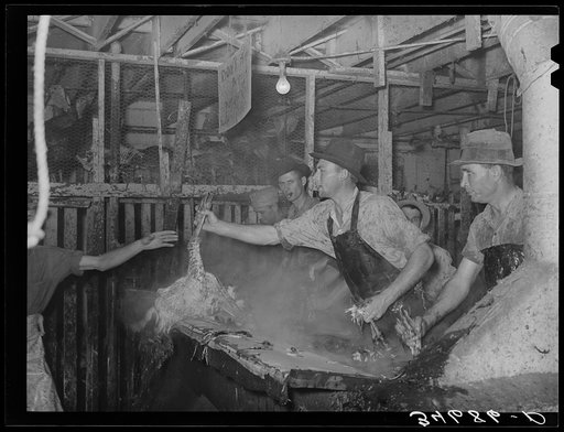 Handing scalded turkey to picker. Cooperative poultry house, Brownwood, Texas
