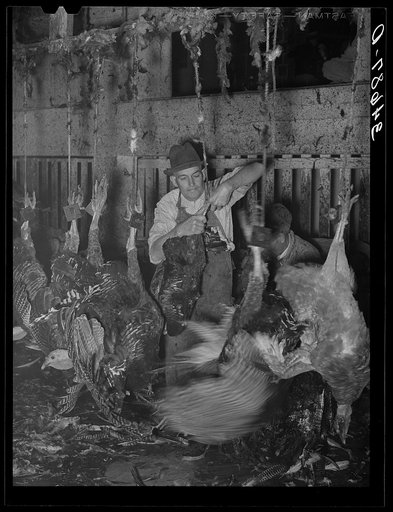 Hanging turkey as the killer slits the turkey's throat while it is in this position. Cooperative poultry house, Brownwood, Texas