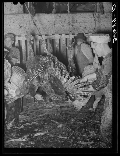 Turkey killer preparing to slit the turkey's throat. Cooperative poultry plant, Brownwood, Texas