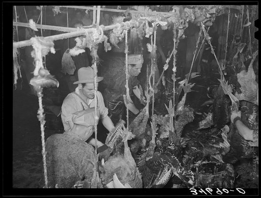 Untitled photo, possibly related to: Picking turkeys at cooperative poultry house. Brownwood, Texas