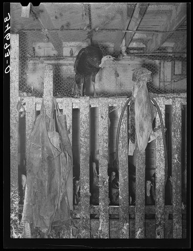 Turkey escaping from pen. The aprons hanging on the pen are used by the men who handle turkeys immediately after they are killed and while they are bleeding. Cooperative poultry plant, Brownwood, Texas