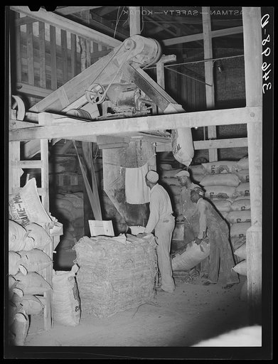 Sacking cotton seed meal. Cotton seed oil mill. McLennan County, Texas
