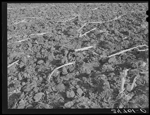 Cornfield after being plowed in the fall. McLennan County, Texas
