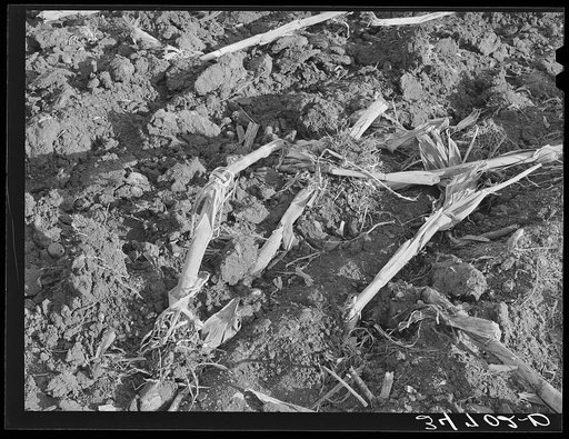 Detail of cornfield after being plowed in the fall. McLennan County, Texas