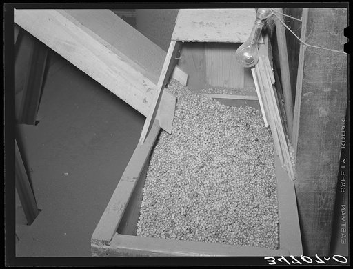 Peanuts in chute at shelling plant. Comanche, Texas