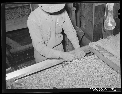 Untitled photo, possibly related to: Cleaning screens used in grading at peanut-shelling plant. Comanche, Texas