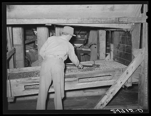 Cleaning screens used in grading at peanut-shelling plant. Comanche, Texas