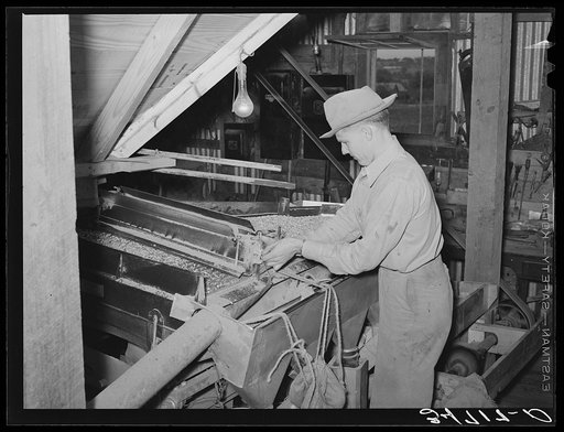 Adjusting peanut grader. Peanut-shelling plant. Comanche, Texas
