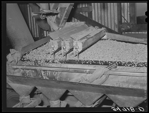 Peanut grader. Peanut-shelling plant. Comanche, Texas
