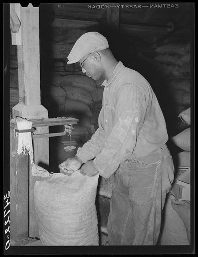 Sewing up sack of cotton seed meal. Cotton seed oil mill. McLennan County, Texas
