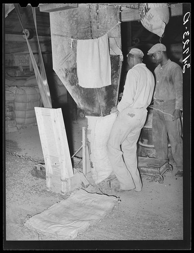 Filling sacks with cotton seed meal. Cotton seed oil mill. McLennan County, Texas