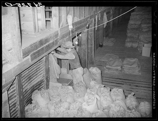 Dumping peanuts into conveyor hopper. Peanut-shelling plant. Comanche, Texas