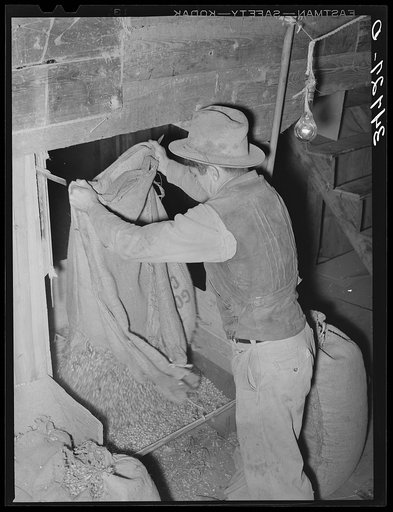 Dumping peanuts into conveyor hopper. Peanut-shelling plant. Comanche, Texas