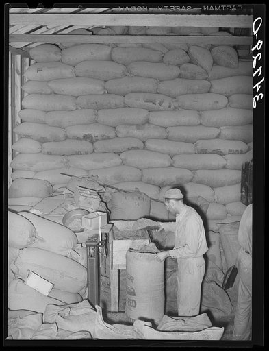Weighing out feed made from peanut shells and blackstrap molasses. Peanut-shelling plant. Comanche, Texas