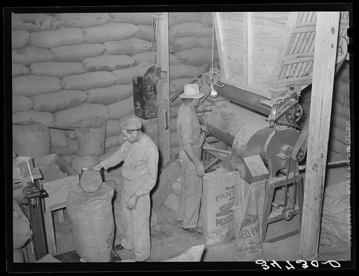Filling bags with feed made from peanut shells and blackstrap molasses. Peanut-shelling plant. Comanche, Texas
