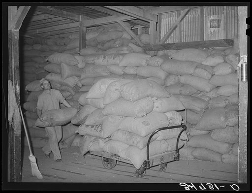 Loading truck with peanut shell feed. Peanut-shelling plant. Comanche, Texas