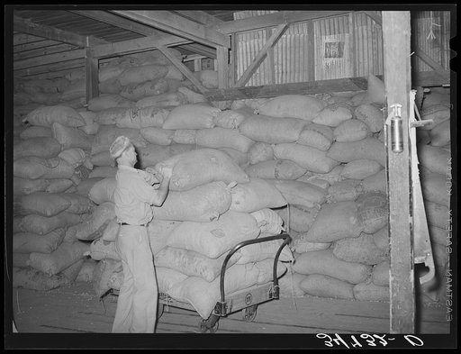 Untitled photo, possibly related to: Loading truck with peanut shell feed. Peanut-shelling plant. Comanche, Texas