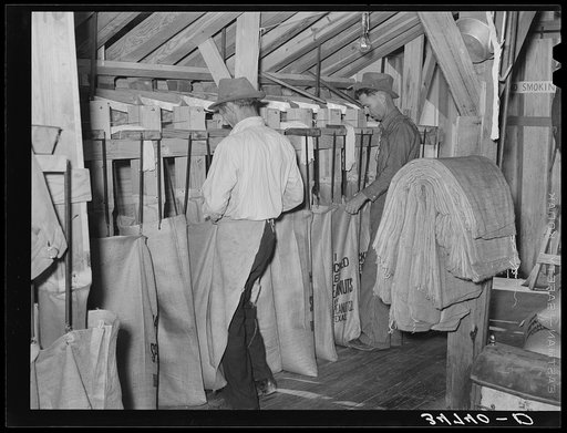Sacking graded peanuts. Peanut-shelling plant. Comanche, Texas