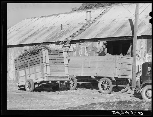 Unloading corn stover to be ground into livestock feed. Feed mill, Taylor, Texas