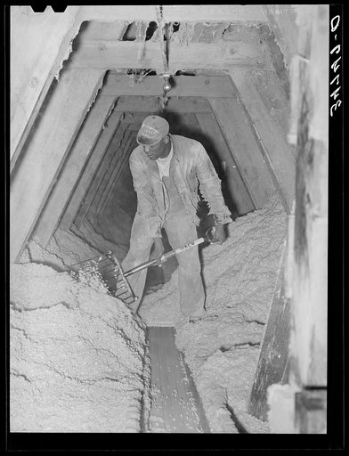 Pushing cotton seed onto conveyor. Cotton seed oil mill. McLennan County, Texas