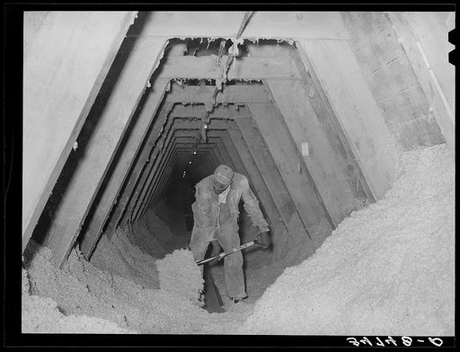 Pushing cotton seed onto conveyor. Cotton seed oil mill. McLennan County, Texas