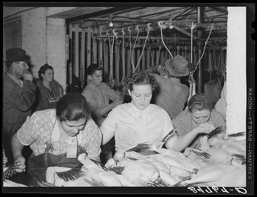 Sewing up dressed turkeys. Cooperative poultry house, Brownwood, Texas