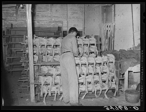 Piling picked turkeys on racks. Cooperative poultry house, Brownwood, Texas