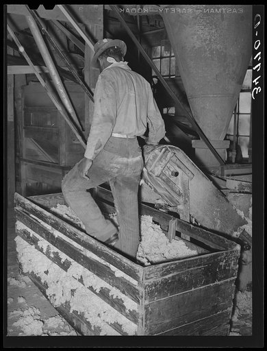 Untitled photo, possibly related to: Negro workman packing down cotton linters in truck at cotton seed oil mill. McLennan County, Texas