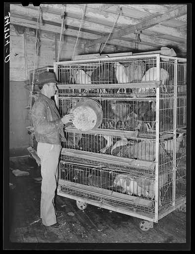 Feeding poultry in pens at cooperative poultry house. Brownwood, Texas