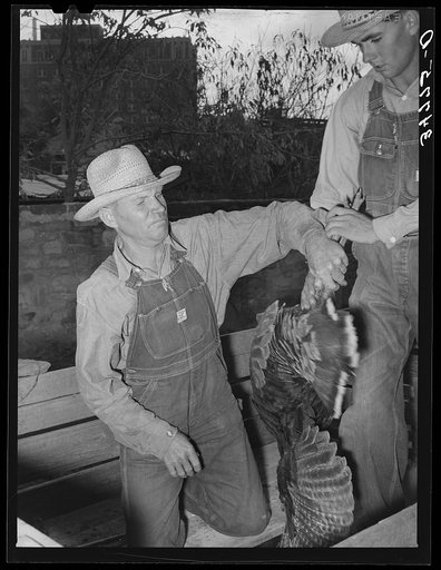Farmer unloading turkeys from his truck at cooperative poultry house. Brownwood, Texas