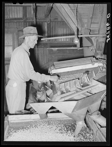 Machine for grading peanuts at peanut-shelling plant. Comanche, Texas