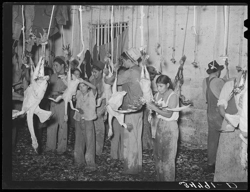 Picking turkeys at cooperative poultry house. Brownwood, Texas
