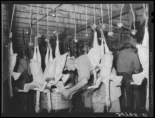 Sponging of the necks of freshly-picked turkeys. Cooperative poultry house, Brownwood, Texas