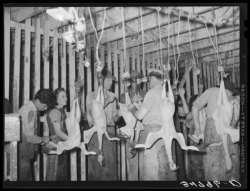 Picking turkeys at cooperative poultry house. Brownwood, Texas