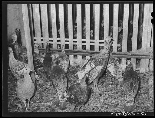 Turkeys in pen at cooperative poultry plant. Brownwood, Texas