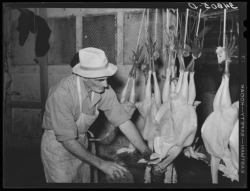 Untitled photo, possibly related to: Sponging of the necks of freshly-picked turkeys. Cooperative poultry house, Brownwood, Texas