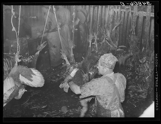 Scene in the turkey killing stall. Man in foreground is removing wing feathers; men in background are scalding the turkeys. Cooperative poultry house, Brownwood, Texas