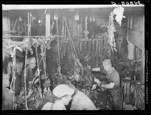 Untitled photo, possibly related to: Scene in the turkey killing stall. Man in foreground is removing wing feathers; men in background are scalding the turkeys. Cooperative poultry house, Brownwood, Texas