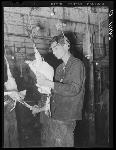 Picking a turkey. Cooperative poultry house, Brownwood, Texas