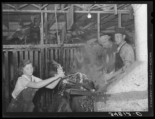 Untitled photo, possibly related to: Handing scalded turkey to picker. Cooperative poultry house, Brownwood, Texas