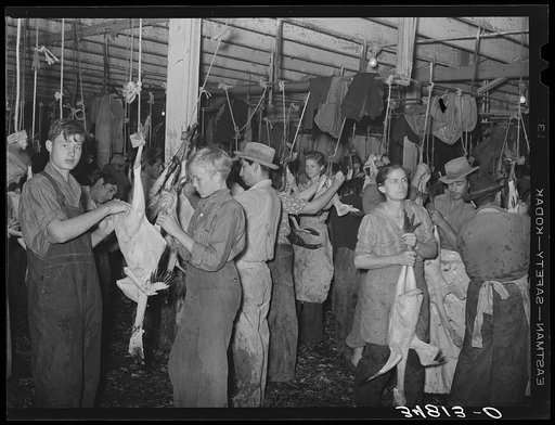 Picking turkeys at cooperative poultry house. Brownwood, Texas
