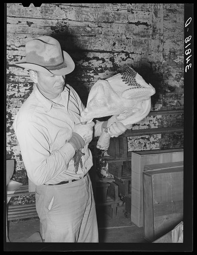 Grading turkeys at cold storage plant. Brownwood, Texas