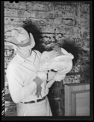Untitled photo, possibly related to: Grading turkeys at cold storage plant. Brownwood, Texas